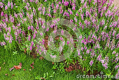 Lush and beautiful purple frankincense flowers in the garden Stock Photo
