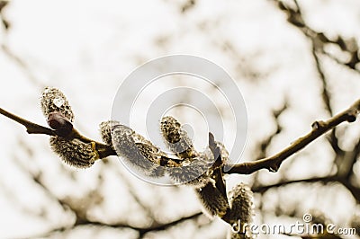 Lush branch willow in drops of water. Stock Photo