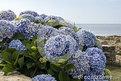 lush bush of blue hydrangeas overlooking a serene, rocky beach and calm sea under a clear sky Stock Photo