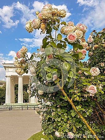 A lush bush of radiant roses, where every petal whispers tales of beauty and romance Stock Photo