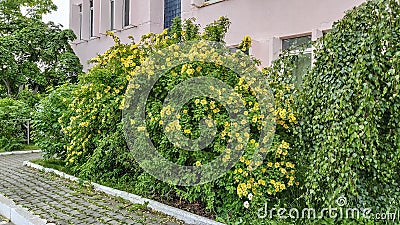 Lush bush of yellow roses Stock Photo