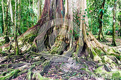 Lush Caribbean rainforest Stock Photo