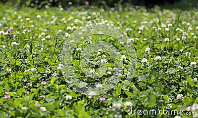 Lush clover field and green grass Stock Photo