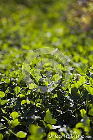 Lush clover in the park Stock Photo