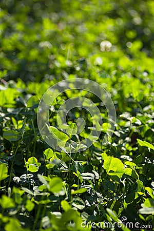 Lush clover in the park Stock Photo