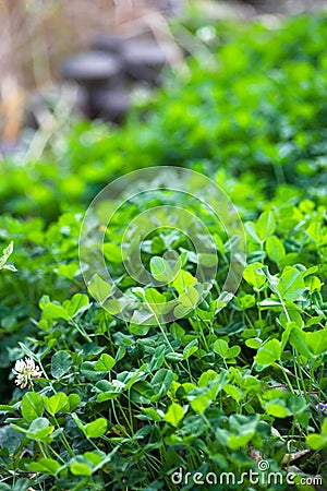 Lush clover in the park Stock Photo