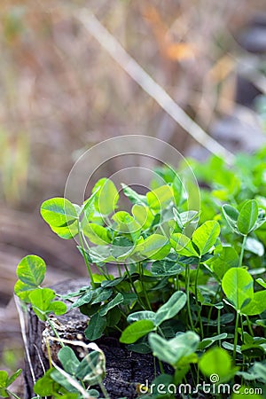 Lush clover in the park Stock Photo