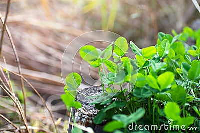 Lush clover in the park Stock Photo