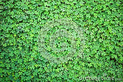 Lush clover in the spring Stock Photo