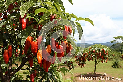 Lush and colorful chili pepper harvest thriving on a modern and technologically advanced plantation Stock Photo