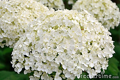 Lush delightful inflorescence of white hydrangea in the garden. Stock Photo