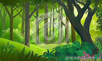 Lush dense green forest with sun rays touching the plants and trees Vector Illustration