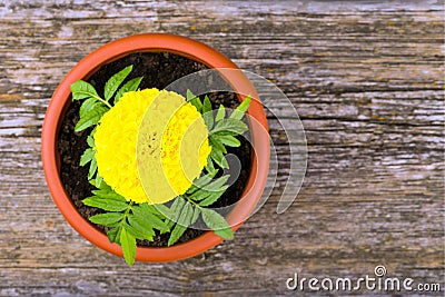 Lush flower bud of marigold in a pot Stock Photo
