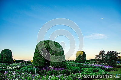 The lush flower garden and the sky in the early morning Stock Photo