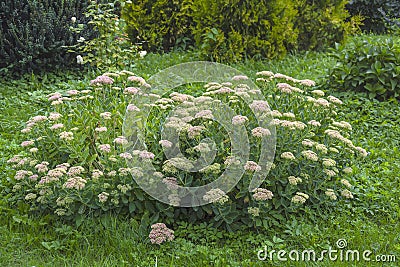 Lush flowering bush, common ochitok, Sedum Stock Photo