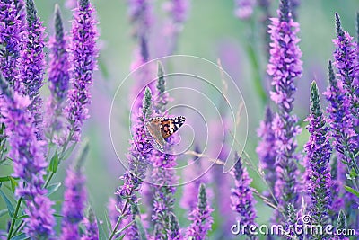 The lush flowering of lilac flowers and butterfly of the lady of burdock Stock Photo