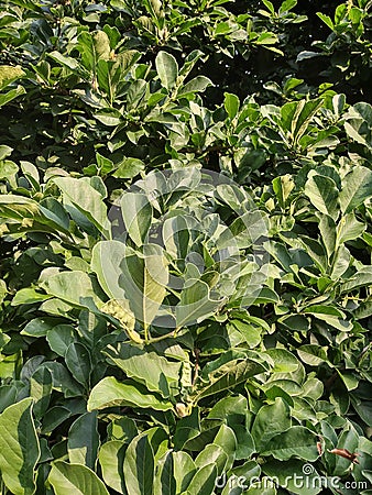 Lush foliage in backyard garden Stock Photo