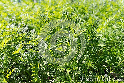 Lush foliage of edible carrots in a vegetable garden on a sunny day Editorial Stock Photo