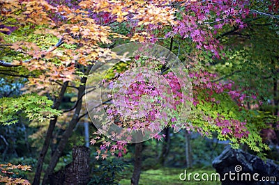 Lush foliage of Japanese maple tree during autumn in a garden in Kyoto, Japan Stock Photo