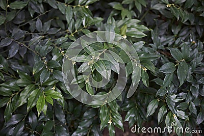Sarcococca humilis evergreen leaves Stock Photo