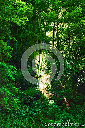 Lush forest Stock Photo