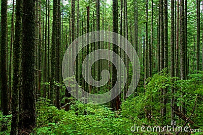 Lush Forest Stock Photo