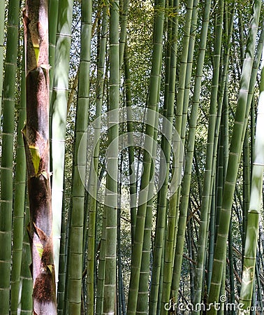 lush forest of bamboo Stock Photo