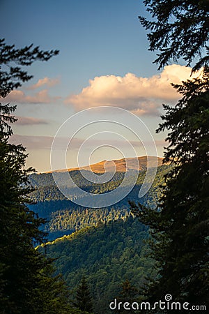 Lush forest enveloped by an enchanting array of trees, with majestic mountains in the backdrop Stock Photo