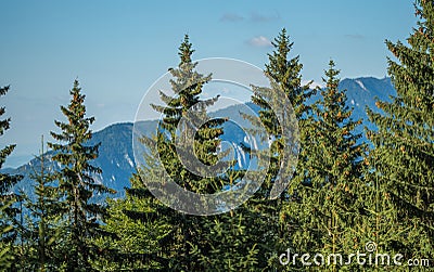 Lush forest enveloped by an enchanting array of trees, with majestic mountains in the backdrop Stock Photo