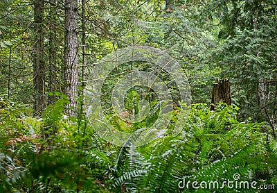 A lush green forest view, ferns, trees, dense foliage Stock Photo