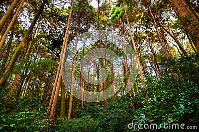 Lush forest Stock Photo