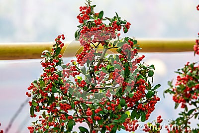 Lush and fruit-bearing bright red whorls of holly Stock Photo