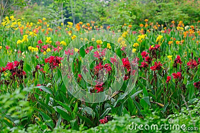 A Lush Garden with lots of Flowering Plants Stock Photo