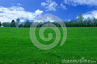 Lush grass Stock Photo