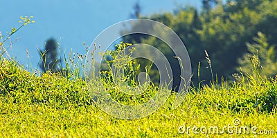 lush grassy meadow in mountains Stock Photo