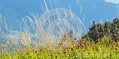 lush grassy meadow in mountains Stock Photo
