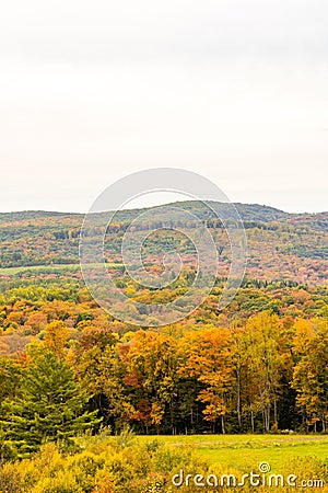 Lush grassy pasture surrounded by a forest of vibrant trees in Run Elk Viewing Area in Benezette Stock Photo