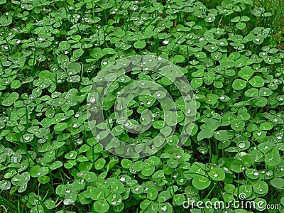 Lush green carpet of clover Stock Photo