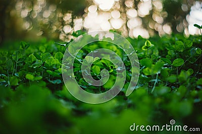 Lush green carpet of clover close up Stock Photo