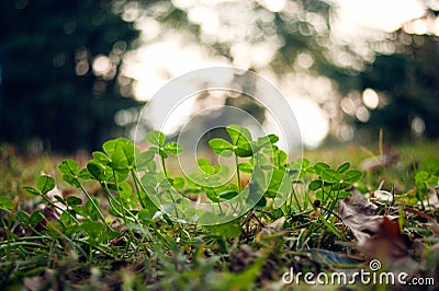 Lush green carpet of clover close up Stock Photo