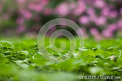 Lush green carpet of clover close up Stock Photo