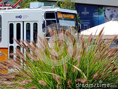 Lush green Chinese fountain grass closeup with yellow tram in the background in Budapest Editorial Stock Photo