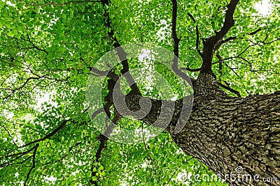 The lush green Chinese tallow tree growth Stock Photo
