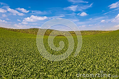 Lush Green Farmland Landscape with Blue Sky Stock Photo