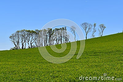 Line of trees, Mylor, Cornwall Stock Photo