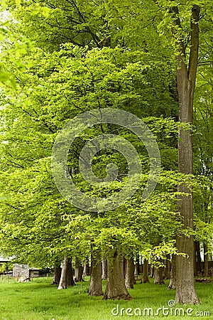 Lush Green Foliage Stock Photo