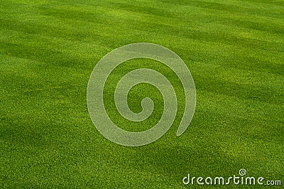 Lush Green Grass Stock Photo