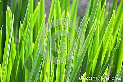 Lush green grass closeup Stock Photo