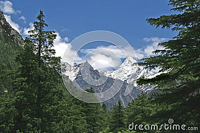 Lush green himalayan forest and snow peaked valley India Stock Photo