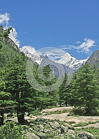 Lush green himalayan forest and valley uttaranchal India Stock Photo